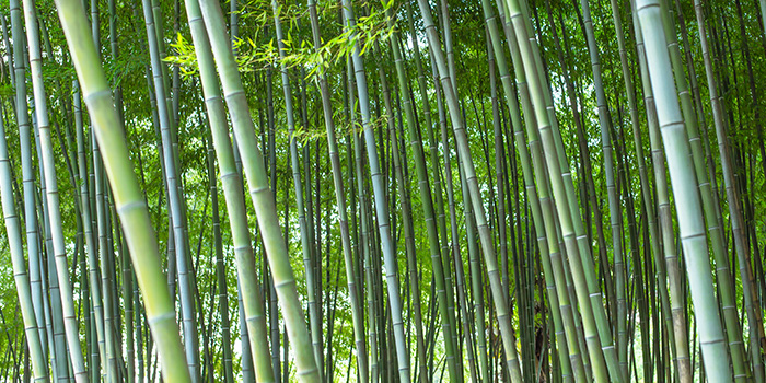 Kinas bambuindustri börjar en ny resa